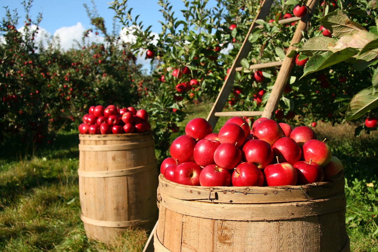 lavoro agricolo