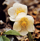 ud_b1_tarvisio_s_peccete2