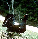 ud_b1_tarvisio_s_tarvisio_territorio2